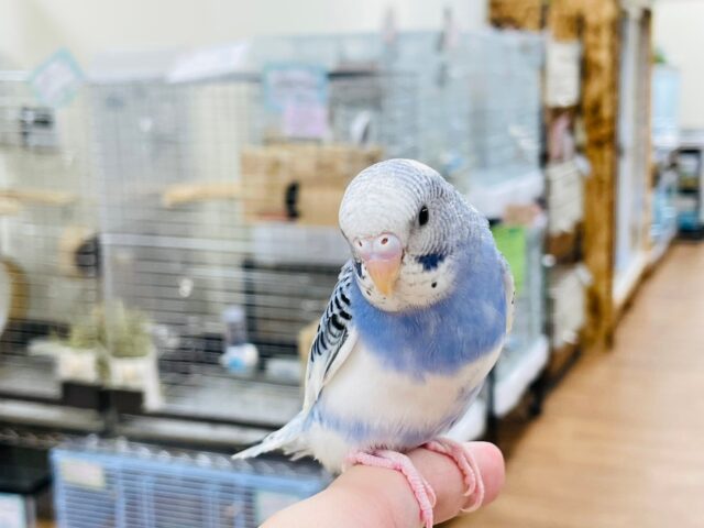 セキセイインコ