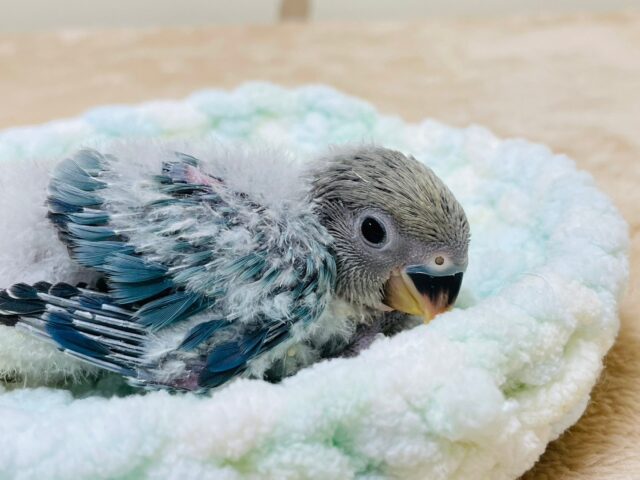 コザクラインコ（小桜インコ）