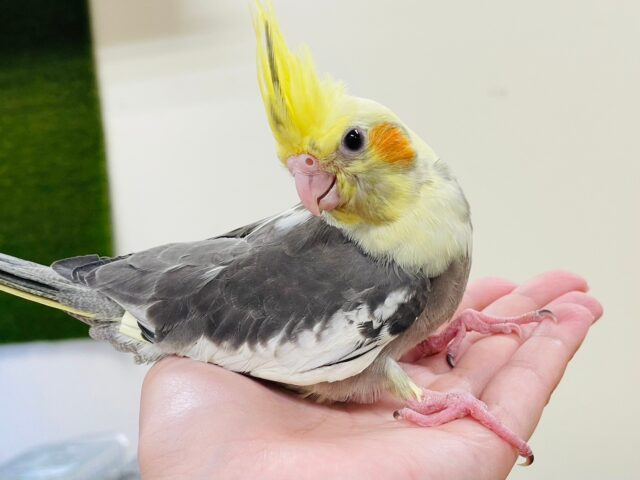 オカメインコ