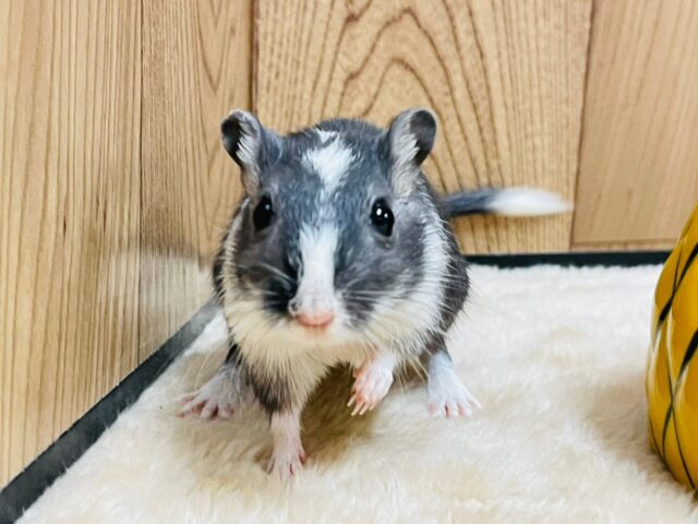 カラージャービル（スナネズミ）