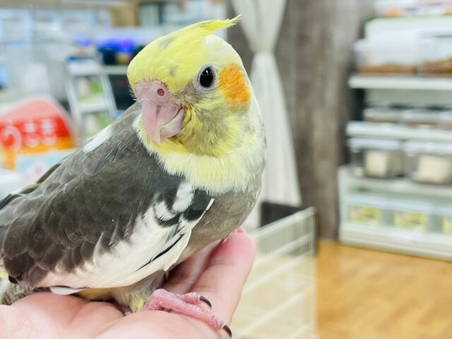 オカメインコ