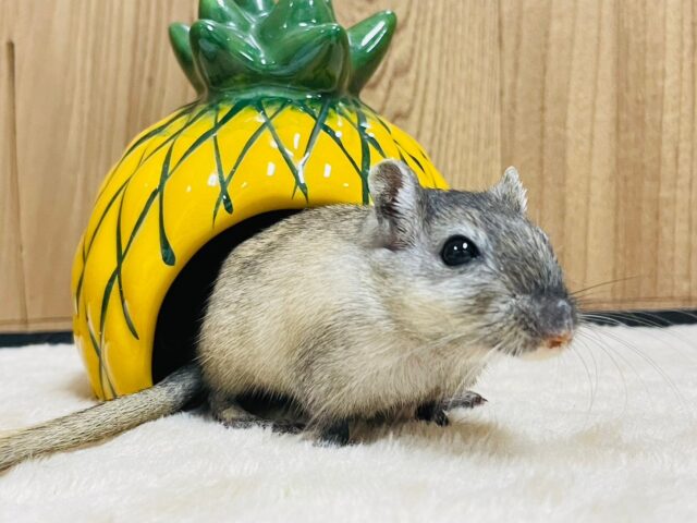 カラージャービル（スナネズミ）