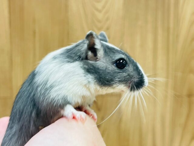 カラージャービル（スナネズミ）