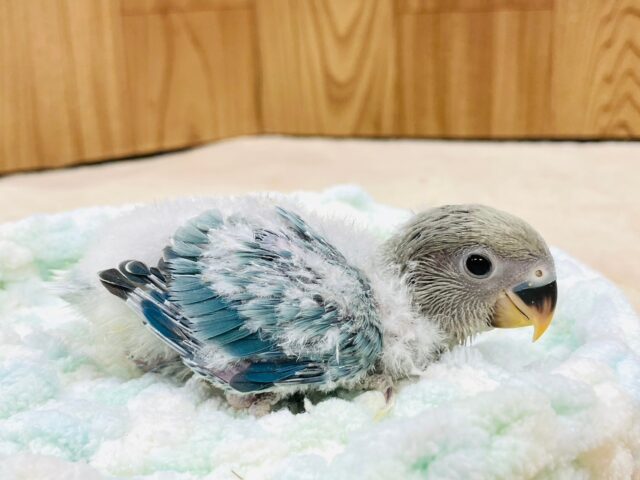 コザクラインコ（小桜インコ）