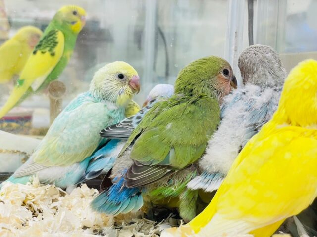 コザクラインコ（小桜インコ）