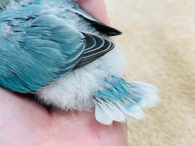 コザクラインコ（小桜インコ）