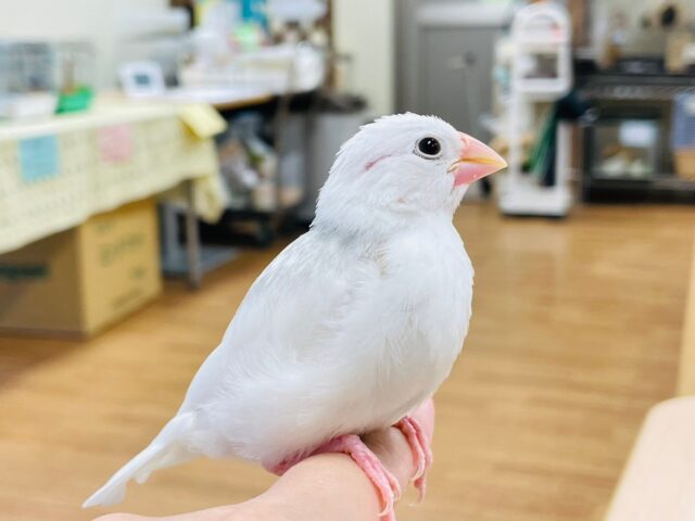 白文鳥
