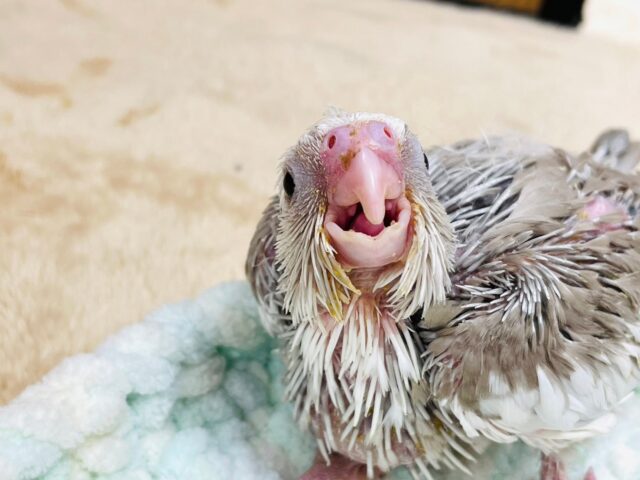 オカメインコ