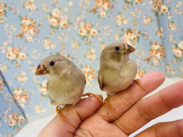 錦花鳥（キンカチョウ）