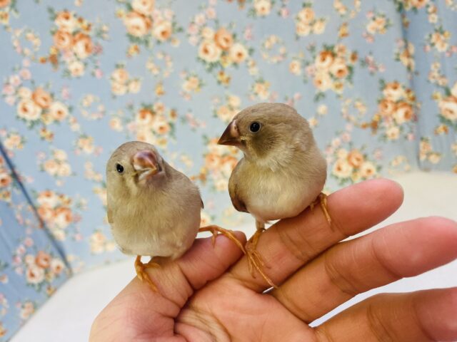 錦花鳥（キンカチョウ）