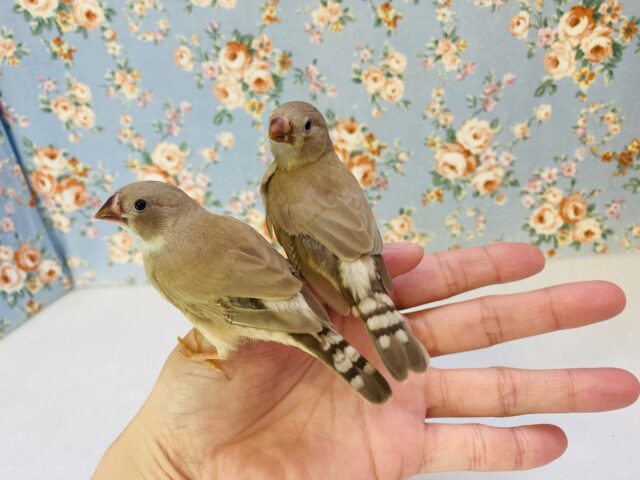 錦花鳥（キンカチョウ）