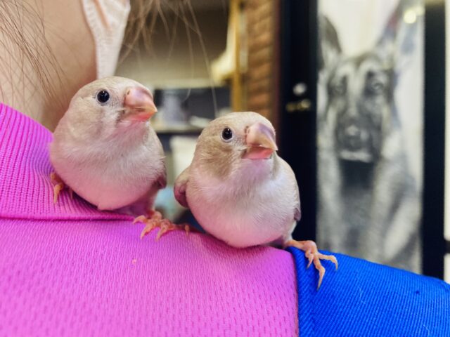 錦花鳥（キンカチョウ）