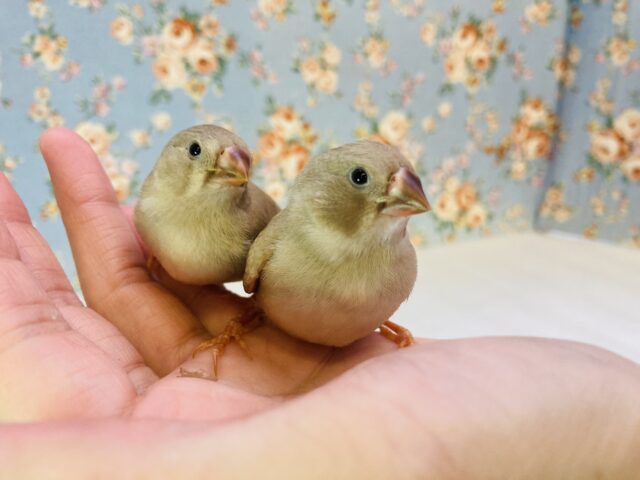 錦花鳥（キンカチョウ）