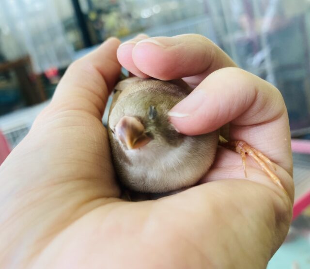 錦花鳥（キンカチョウ）