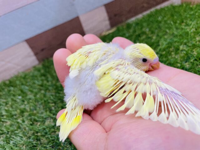 セキセイインコ