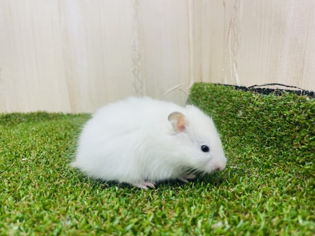 ゴールデンハムスター