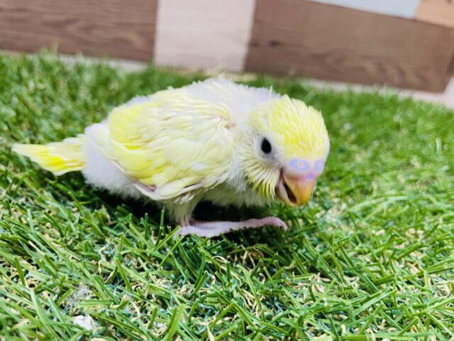 セキセイインコ