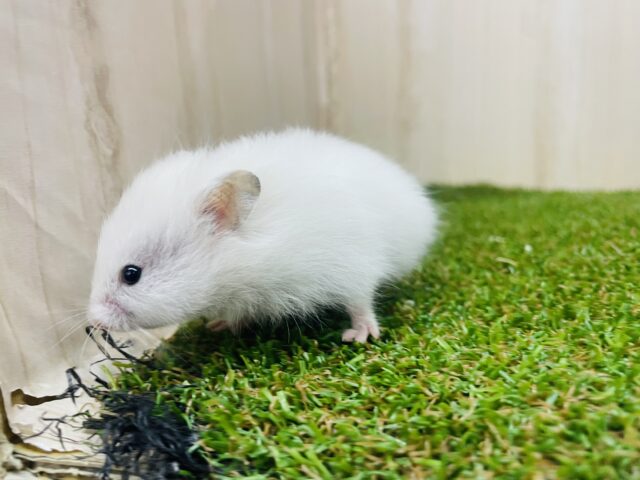 ゴールデンハムスター