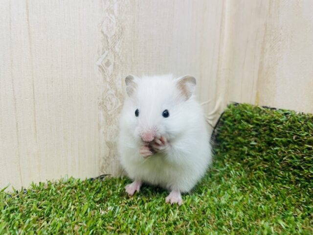 ゴールデンハムスター