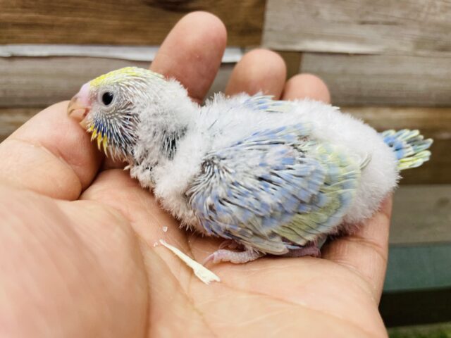 セキセイインコ