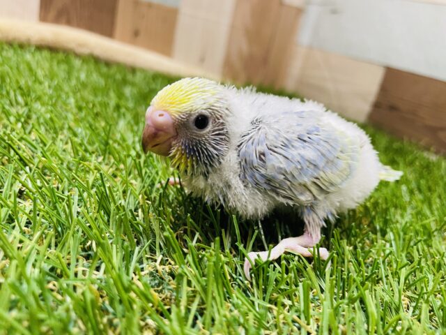 セキセイインコ