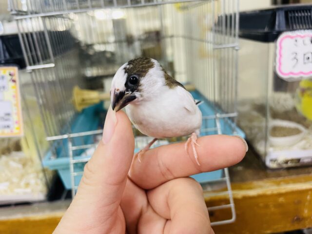 十姉妹（ジュウシマツ）