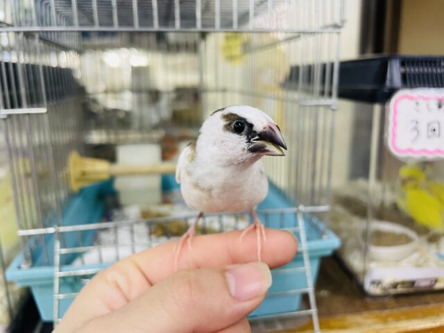 十姉妹（ジュウシマツ）