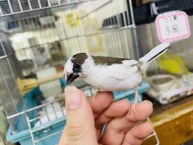 十姉妹（ジュウシマツ）