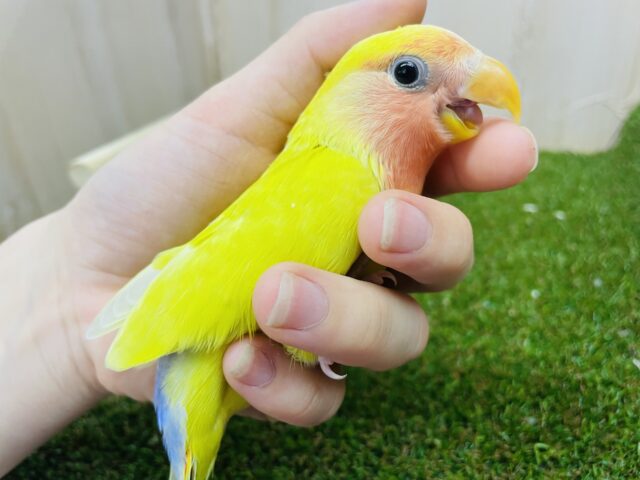 コザクラインコ（小桜インコ）