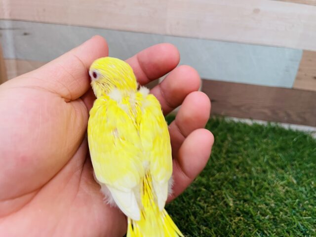 セキセイインコ