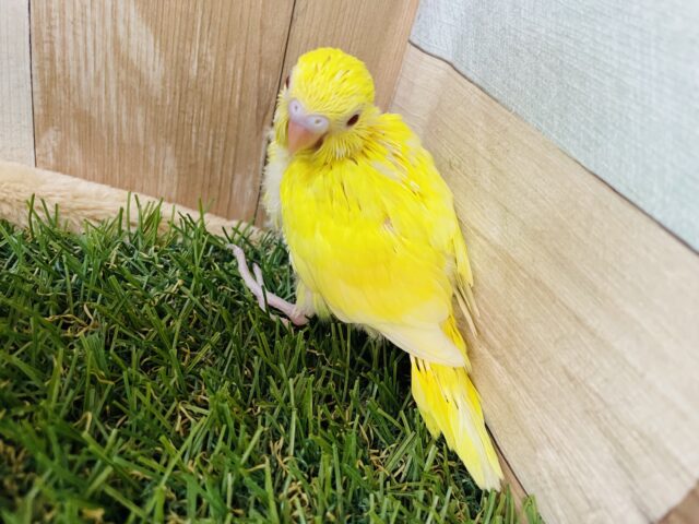 セキセイインコ