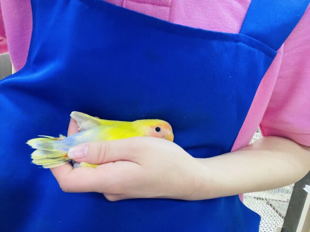 コザクラインコ（小桜インコ）