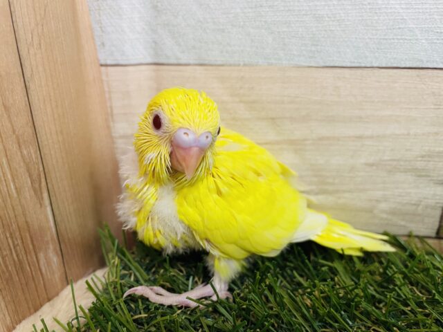 セキセイインコ