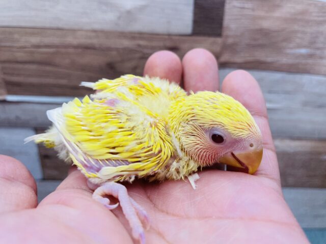 コザクラインコ（小桜インコ）