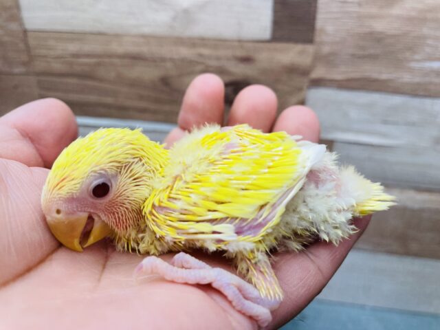 コザクラインコ（小桜インコ）