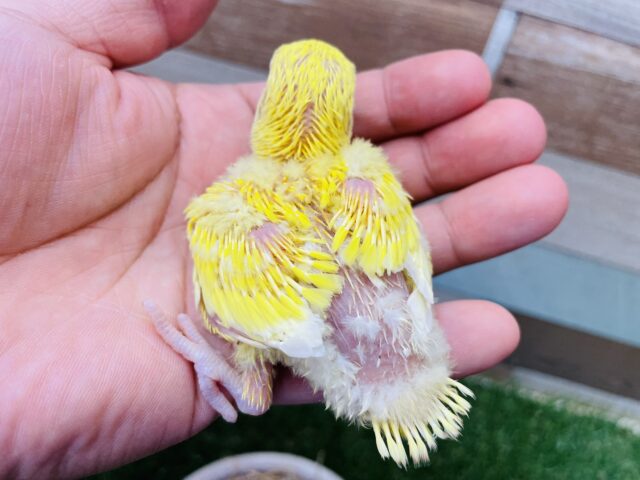 コザクラインコ（小桜インコ）