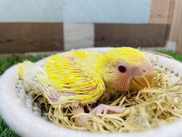 コザクラインコ（小桜インコ）