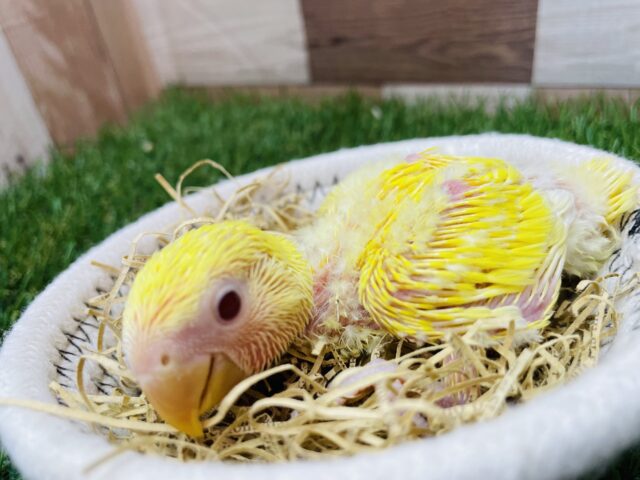 コザクラインコ（小桜インコ）