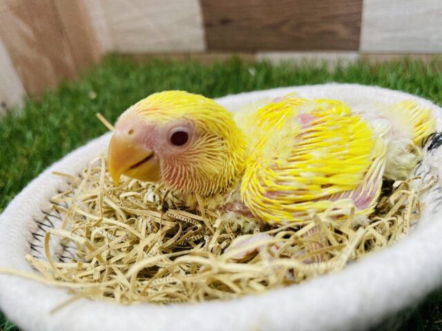 コザクラインコ（小桜インコ）