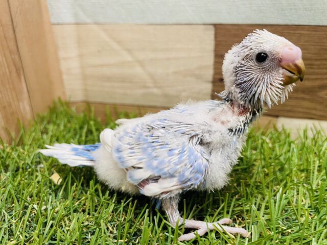 セキセイインコ