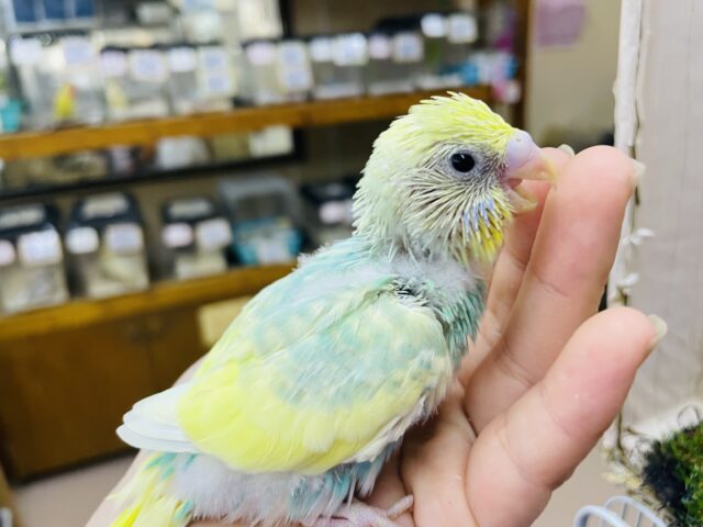 セキセイインコ