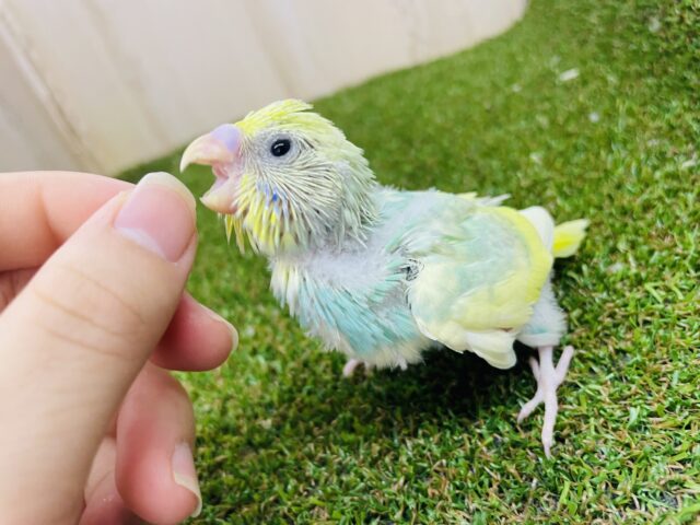 セキセイインコ