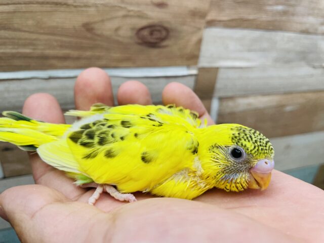 セキセイインコ