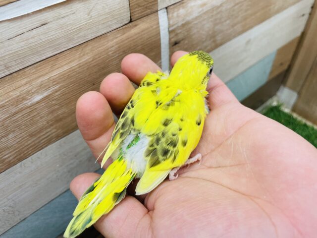 セキセイインコ