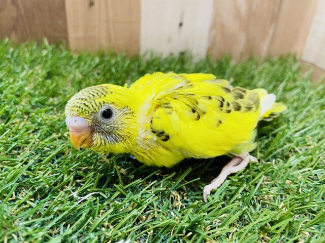 セキセイインコ