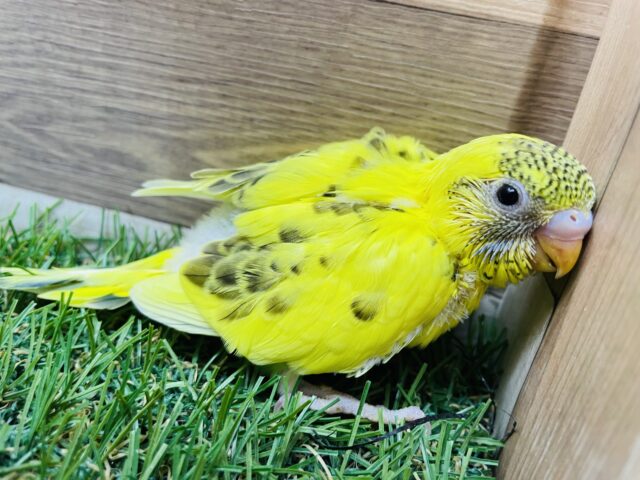 セキセイインコ