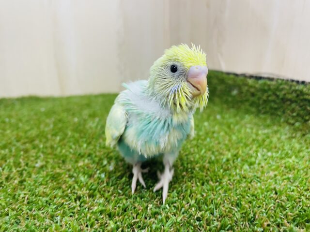 セキセイインコ