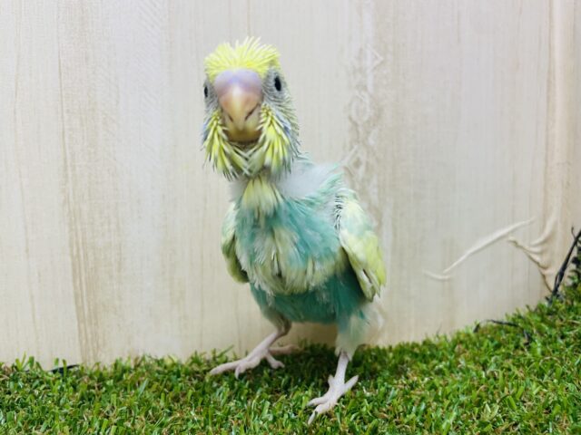 セキセイインコ