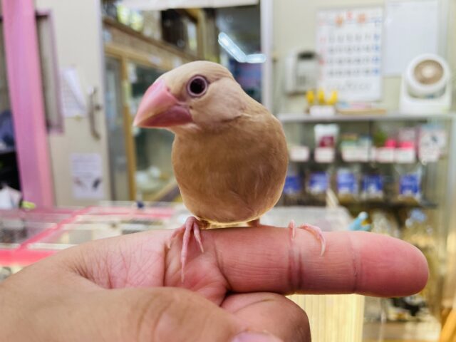 シナモン文鳥