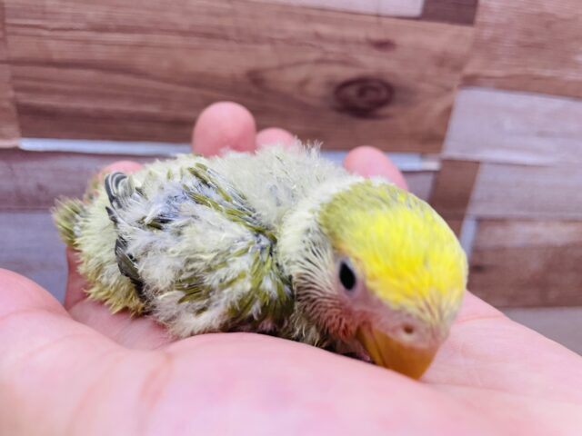 コザクラインコ（小桜インコ）